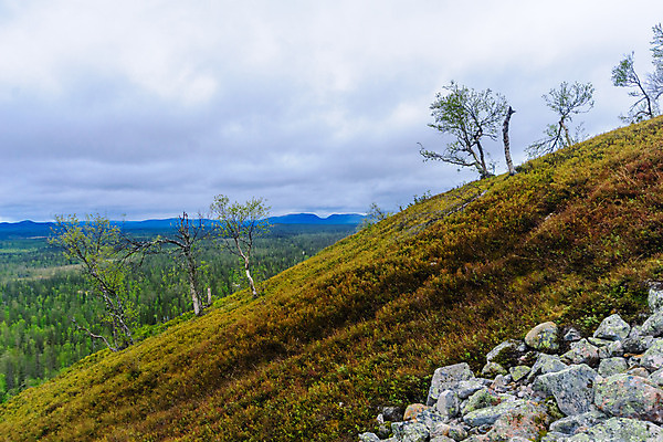 포토 JPG 해외이미지 나무 계절 공원 유럽 호수 여행 자국 자연 하늘 산 핀란드 풍경 사람없음 야외 초록색 물 여름 하이킹 소나무 황무지 정상 숲 오솔길 북극 언덕 지역 북쪽 멀리 스칸디나비아 전국 해외202008 해외포토 자연요소 식물 공공시설 나라 길 컬러 레저 북유럽 극지방 방향 생태계 파일형식