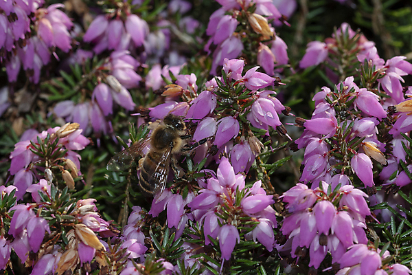 포토 JPG 해외이미지 식물 디자인 계절 공원 꽃잎 꽃 분홍색 곤충 백그라운드 꽃무늬 자연 사람없음 야외 장식 초록색 여름 정원 봄 활발 벚꽃 가을 나뭇가지 시골 신선 개화 서핑 벌 다발 허브 라벤더 라일락 내추럴 해외202008 해외포토 나무 동물 공공시설 컬러 컨셉 무늬 수상스포츠 생태계 파일형식