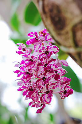 포토 JPG 해외이미지 식물 꽃잎 꽃 화초 분홍색 꽃다발 백그라운드 잎 꽃무늬 오렌지 태국 자연 사랑 사람없음 야외 장식 초록색 여름 컬러풀 환경 정원 보라색 봄 벚꽃 흰색 신선 개화 난초 고급 우아함 다발 내추럴 생태학 이국적 해외202008 해외포토 계절 교육 감정 아시아 컬러 컨셉 무늬 과일 생태계 파일형식