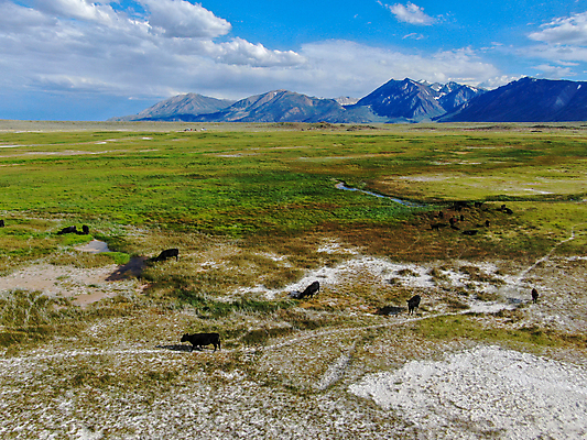 포토 JPG 해외이미지 동물 호수 밭 농업 자연 하늘 휴가 산 풍경 초원 사람없음 야외 초록색 여름 컬러풀 농경지 환경 계곡 미국 우유 시골 황무지 소 땅 언덕 캘리포니아 멸종위기동물 매머드 밭일 조감도 해외202008 해외포토 계절 산업 컬러 북아메리카 포유류 유제품 농장 생태계 파일형식 멸종위기종