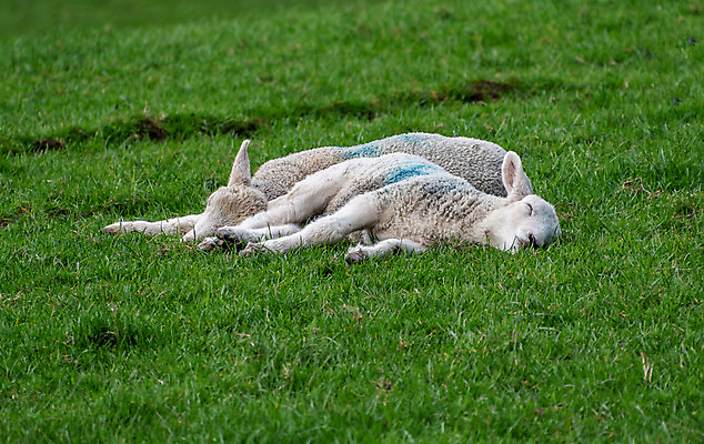 포토 JPG 해외이미지 동물 밭 농업 포유류 자연 새로움 사람없음 농장 봄 흰색 시골 아기 신생아 양 달콤 솜털 양고기 내추럴 양모 밭일 해외202008 해외포토 계절 산업 컬러 컨셉 육류 사람 직물 맛 생태계 파일형식