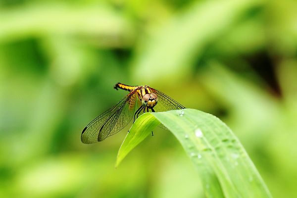 포토 JPG 해외이미지 식물 동물 1 남자 야생동물 곤충 신체 날개 자연 휴식 영국 앉기 사람없음 야외 가로 빨간색 여름 컬러풀 환경 흰색 나뭇가지 투명 닫기 벌레 잠자리 자르기 속도 싱글 생물학 육식동물 해외202008 해외포토 나무 계절 교육 유럽 컬러 컨셉 모션 사람 생태계 파일형식