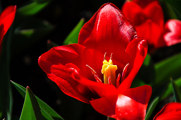 포토 JPG 해외이미지 나무 식물 계절 공원 꽃 길 호수 꽃다발 여행 백그라운드 꽃무늬 밭 자연 풍경 잔디 초원 사람없음 장식 빨간색 초록색 여름 빛 컬러풀 정원 봄 낭만 튤립 벚꽃 신선 개화 네덜란드 암스테르담 히아신스 해외202008 해외포토 공공시설 유럽 컬러 컨셉 무늬 농업 생태계 파일형식