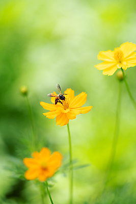 포토 JPG 해외이미지 식물 동물 디자인 꽃 파도 백그라운드 잎 패턴 곡선 날개 오렌지 일러스트 모션 자연 벽지 추상 미술 사람없음 그래픽 초록색 여름 빛 노란색 정원 봄 벚꽃 신선 수분 민들레 벌 질감 꽃가루 꿀 내추럴 해외202008 해외포토 계절 선 바다 컬러 곤충 무늬 과일 문화예술 가루 생태계 파일형식