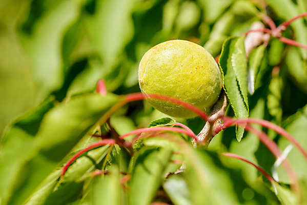 포토 JPG 해외이미지 나무 식물 계절 음식 잎 농업 자연 건강 사람없음 초록색 여름 맑음 나뭇가지 신선 달콤 맛 유기농 원예 살구 숙성 채식주의자 해외202008 해외포토 웰빙 산업 컬러 컨셉 과일 날씨 취미 생태계 채식 파일형식