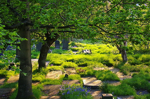 포토 JPG 해외이미지 나무 공원 꽃 잎 자연 휴식 영국 잉글랜드 사람없음 야외 초록색 빛 햇빛 태양 교회 평화 맑음 광선 죽음 무덤 비석 묘사 그림 기념물 블루벨 해외202008 해외포토 자연요소 식물 공공시설 유럽 컬러 컨셉 종교건축 날씨 건물 생태계 파일형식