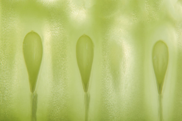 포토 JPG 해외이미지 음식 백그라운드 채소 오이 사람없음 초록색 신선 해외202008 해외포토 컬러 파일형식