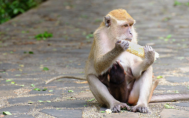포토 JPG 해외이미지 나무 동물 여자 남자 아시아 얼굴 어린이 백그라운드 잎 장난 포유류 가족 포옹 태국 자연 엄마 사랑 옥수수 앉기 사람없음 갈색 머리 우주 원숭이 아기 숲 작음 모피 먹기 보케 솜털 유인원 토막 발견 수유 전국 해외202008 해외포토 식물 감정 나라 컬러 관계 안기 모션 곡류 사람 신체부위 크기 생태계 파일형식