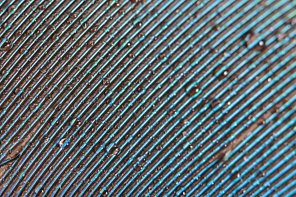 포토 JPG 해외이미지 백그라운드 추상 사람없음 물 떨어짐 순수 깃털 부드러움 해외202008 해외포토 자연요소 컨셉 무늬 감각 파일형식