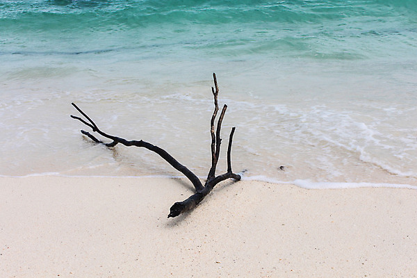 포토 JPG 해외이미지 나무 구름 모래 파도 바다 자연 하늘 휴가 사람없음 야외 목재 물 여름 파란색 젖음 흰색 나뭇가지 죽음 뜨거움 떨어짐 자르기 해외202008 해외포토 자연요소 식물 계절 컬러 컨셉 재료 모션 생태계 파일형식