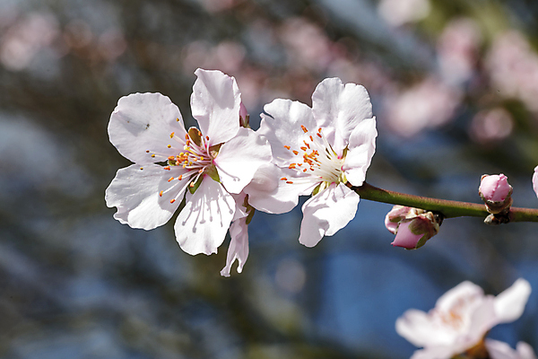 포토 JPG 해외이미지 꽃잎 근접촬영 사람없음 아웃포커스 봄 벚꽃 해외202008 해외포토 계절 꽃 뷰포인트 촬영기법 파일형식