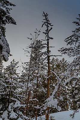 포토 JPG 해외이미지 나무 계절 유럽 도로 겨울 곡선 자연 날씨 산 노르웨이 핀란드 풍경 사람없음 야외 빨간색 얼음 추위 흰색 시골 소나무 고속도로 숲 북극 통로 빙하 서리 장면 북쪽 멀리 눈보라 방법 스칸디나비아 제설기 폭설 눈내림 해외202008 해외포토 자연요소 식물 나라 길 선 컬러 교통시설 눈_날씨 북유럽 자연재해 극지방 방향 생태계 제설 파일형식