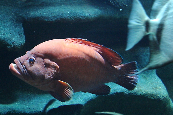 포토 JPG 해외이미지 동물 야생동물 바다 여행 백그라운드 자연 어류 풍경 사람없음 물 파란색 컬러풀 환경 수중 그룹 산호 다이빙 암초 수족관 내추럴 소금물 해외202008 해외포토 자연요소 컬러 수영 수중동물 자포동물 생태계 수중스포츠 파일형식