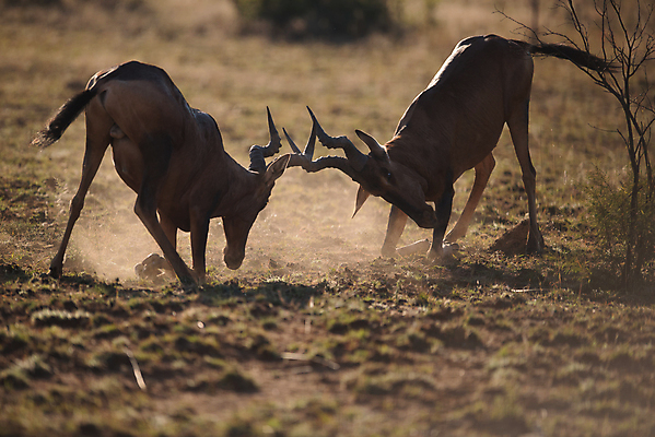 포토 JPG 해외이미지 동물 1 공원 야생동물 포유류 아프리카 자연 서기 사람없음 야외 가로 검은색 황무지 개 보호 작음 사파리 여우 육식동물 케냐 서식지 내추럴 해외202008 해외포토 공공시설 나라 컬러 컨셉 모션 크기 생태계 파일형식