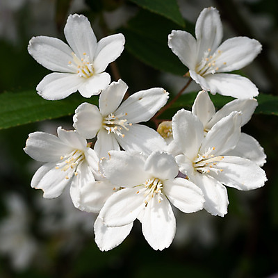 포토 JPG 해외이미지 꽃잎 꽃 잎 근접촬영 사람없음 야외 정원 관목 해외202008 해외포토 나무 식물 뷰포인트 파일형식