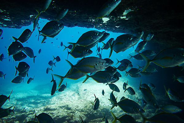 포토 JPG 해외이미지 동물 바다 섬 여행 학교 자연 낚시 어류 풍경 사람없음 빨간색 물 파란색 바닷속 수중 수영 그룹 산호 잠수부 땅 생태계 다이빙 암초 내추럴 깊이 파라다이스 해외202008 해외포토 자연요소 교육 컬러 레저 수중동물 수상스포츠 자포동물 전문직 수중스포츠 파일형식
