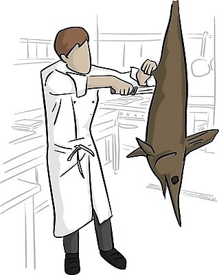 EPS 해외이미지 직업 캐릭터 디자인 남자 음식 백그라운드 유니폼 일러스트 비즈니스 노동자 아이디어 어류 요리 사람 그래픽 주방 식당 요리사 식사 저녁식사 회색 업무 플랫 칼 냄비 만화 스케치 해산물 서비스 메뉴 그림 윤곽 손그림 레시피 고립 고용 맛있는 해외202008 해외일러스트 일러캐릭터 옷 컬러 컨셉 미술 상점 수중동물 구직 작업 솥 채용 파일형식 벡터