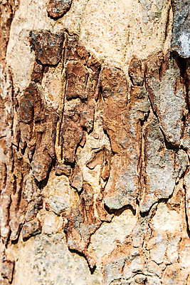 포토 JPG 해외이미지 나무 식물 백그라운드 패턴 자연 벽지 표면 추상 이끼 사람없음 목재 거친 숲 피부 묘사 질감 나무껍질 내추럴 그런지 수목 옛날 해외202008 해외포토 무늬 재료 신체부위 껍질 생태계 파일형식