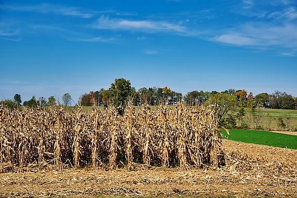 포토 JPG 해외이미지 식물 계절 음식 줄기 백그라운드 밭 농업 자연 하늘 옥수수 씨앗 풍경 초원 사람없음 야외 초록색 여름 파란색 농작물 햇빛 태양 농장 농경지 노란색 환경 봄 수확 성장 가을 시골 황금 낟알 땅 시리얼 밀 유기농 보리 장면 밀짚 내추럴 밭일 숙성 호밀 해외202008 해외포토 자연요소 웰빙 산업 컬러 곡류 짚 생태계 파일형식