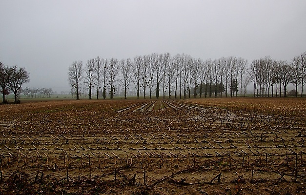 포토 JPG 해외이미지 나무 겨울 자연 사람없음 안개 해외202008 해외포토 식물 계절 날씨 생태계 파일형식