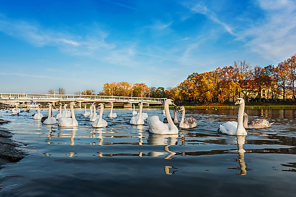 포토 JPG 해외이미지 나무 야생동물 백그라운드 날개 자연 조류 하늘 아침 휴식 풍경 사람없음 야외 물 빛 강 컬러풀 햇빛 평화 놀람 봄 가을 흰색 우아함 강가 먹기 기아 해외202008 해외포토 주간 자연요소 식물 동물 계절 감정 컬러 컨셉 모션 표정 태양 사회이슈 생태계 파일형식