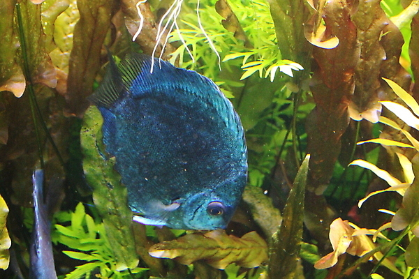 포토 JPG 해외이미지 동물 야생동물 바다 백그라운드 오렌지 자연 어류 사람없음 빨간색 초록색 물 파란색 반려동물 검은색 수중 신선 다이빙 질감 탱크 수족관 아마존 이국적 해외202008 해외포토 자연요소 컬러 과일 수영 수중동물 생태계 수중스포츠 파일형식