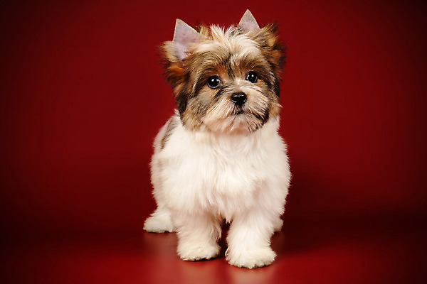 포토 JPG 해외이미지 동물 1 행복 새끼 백그라운드 새로움 털 사람없음 빨간색 반려동물 검은색 거울 흰색 개 달콤 강아지 작음 요크셔테리어 테리어 활 솜털 송곳니 기르기 비버 삼색 해외202008 우호적 해외포토 감정 컬러 컨셉 포유류 맛 치아 크기 돌봄 파일형식