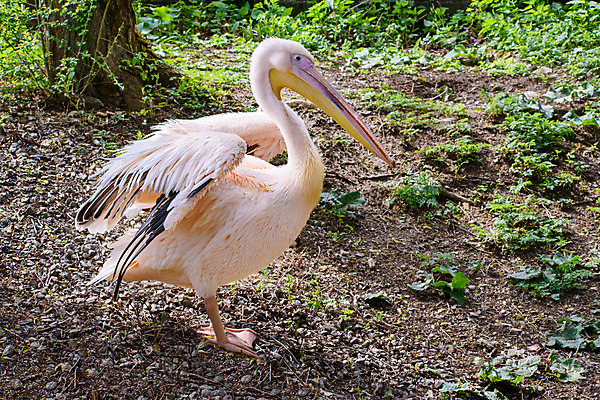 포토 JPG 해외이미지 동물 호수 야생동물 날개 자연 조류 사람없음 야외 물 강 흰색 연못 큼 펠리컨 깃털 물새 계산서 해외202008 해외포토 자연요소 컬러 크기 생태계 파일형식
