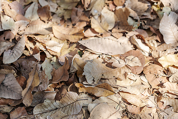 포토 JPG 해외이미지 나무 식물 계절 공원 백그라운드 잎 패턴 자연 벽지 건조 사람없음 야외 컬러풀 갈색 노란색 가을 죽음 숲 질감 내추럴 땅바닥 해외202008 해외포토 공공시설 컬러 무늬 바닥 생태계 파일형식
