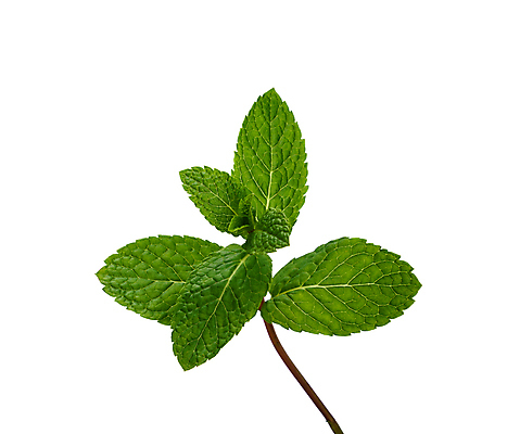 포토 JPG 해외이미지 1 백그라운드 잎 재료 요리 사람없음 옆모습 초록색 봄 흰색 나뭇가지 신선 그룹 닫기 민트 유기농 각도 내추럴 고립 스피아민트 해외202008 해외포토 나무 식물 웰빙 계절 뷰포인트 컬러 모션 허브 파일형식