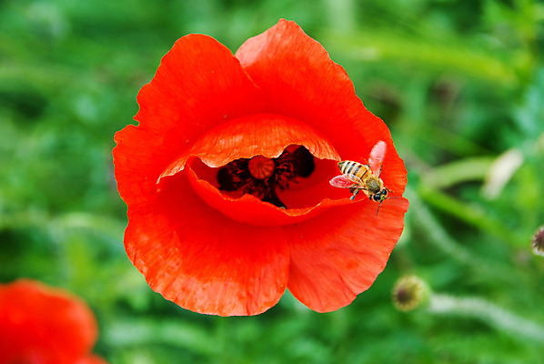 포토 JPG 해외이미지 식물 계절 꽃잎 꽃 야생동물 백그라운드 꽃무늬 밭 농업 자연 벽지 사람없음 빨간색 초록색 여름 정원 봄 흰색 신선 벌 심볼 싱글 양귀비 내추럴 고립 추모 해외202008 해외포토 동물 산업 컬러 곤충 무늬 생태계 파일형식