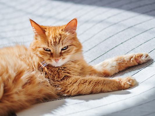포토 JPG 해외이미지 한마리 휴식 실내 그림자 사람없음 반려동물 햇빛 고양이 이불 침대 낮잠 시트 반려묘 해외202008 해외포토 동물 1 가구 컨셉 포유류 침구 내부 태양 잠 파일형식