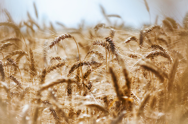포토 JPG 해외이미지 식물 계절 백그라운드 밭 농업 자연 하늘 사람없음 야외 여름 파란색 농작물 농장 갈색 노란색 마을 맑음 목장 수확 가을 흰색 시골 신선 닫기 낟알 수집 뼈대 팔 내추럴 해외202008 해외포토 산업 컬러 모션 날씨 신체부위 생태계 파일형식