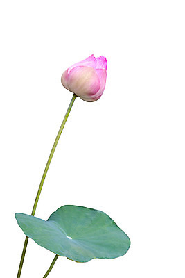 포토 JPG 해외이미지 식물 꽃잎 꽃 분홍색 잎 꽃무늬 연꽃 사람없음 장식 초록색 벚꽃 흰색 개화 내추럴 고립 해외202008 해외포토 컬러 무늬 파일형식