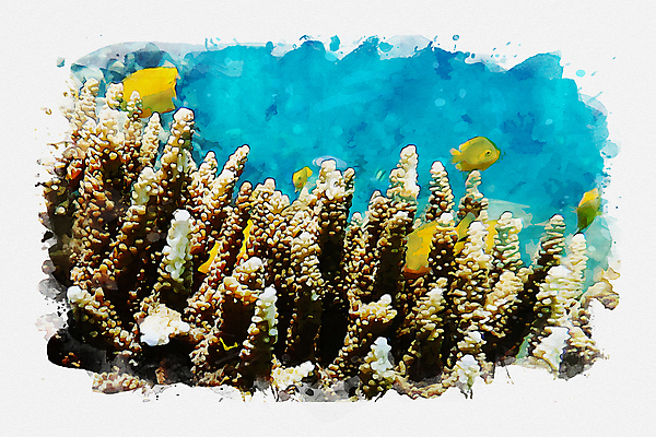 포토 JPG 해외이미지 동물 바다 일러스트 자연 수채화 사람없음 그림 섞기 해외202008 해외포토 생태계 파일형식