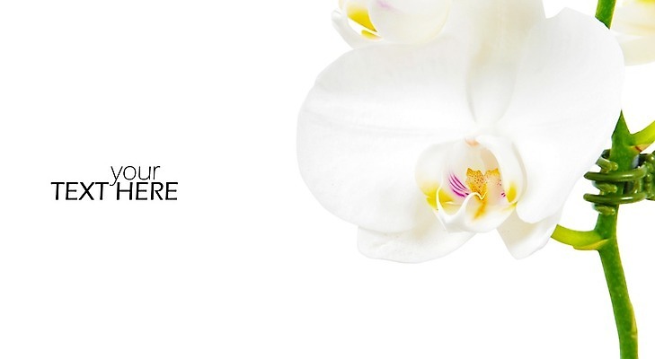 포토 JPG 해외이미지 식물 계절 꽃잎 꽃 줄기 분홍색 꽃다발 결혼 백그라운드 꽃무늬 텍스트 자연 선물 사람없음 장식 초록색 빛 컬러풀 노란색 우주 정원 보라색 봄 벚꽃 흰색 나뭇가지 신선 난초 호접란 내추럴 고립 이국적 해외202008 해외포토 나무 컬러 무늬 이벤트 생태계 파일형식