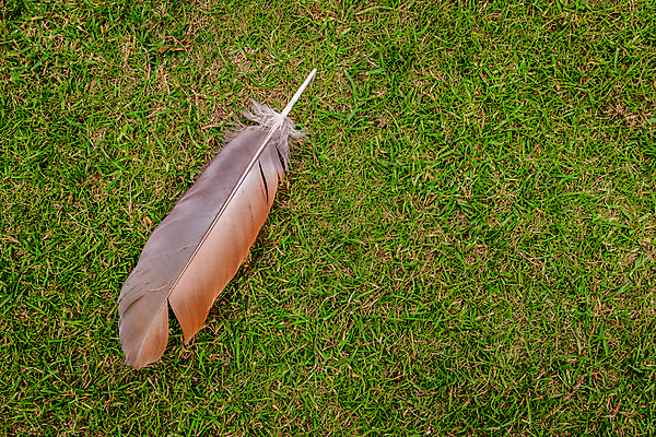 포토 JPG 해외이미지 식물 공원 백그라운드 밭 날개 자연 조류 잔디 초원 사람없음 야외 초록색 여름 빛 환경 검은색 어둠 봄 활발 회색 성장 흰색 신선 자르기 깃털 묘사 싱글 질감 부드러움 거위 솜털 내추럴 땅바닥 취급주의 해외202008 해외포토 동물 계절 공공시설 컬러 컨셉 농업 모션 바닥 경고 감각 생태계 파일형식