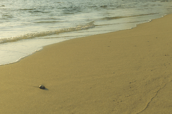 포토 JPG 해외이미지 나무 아시아 모래 파도 바다 섬 여행 우산 교통시설 태국 자연 하늘 휴가 휴식 사람 풍경 사람없음 야외 물 여름 파란색 여행객 수영 보트 이국적 터키석 파라다이스 해외202008 해외포토 자연요소 식물 계절 나라 컬러 교통 컨셉 배_교통 수상스포츠 보석 시설 생태계 파일형식
