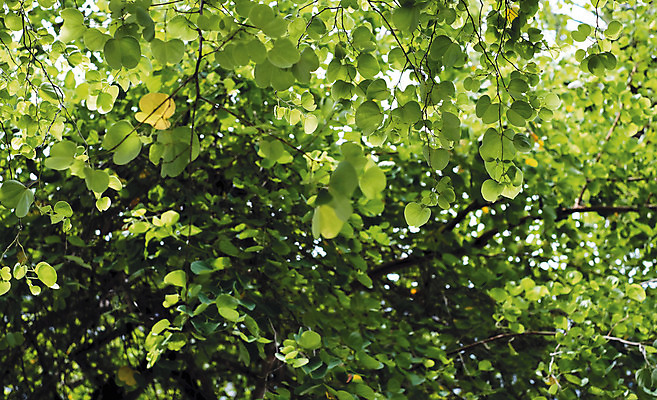 포토 JPG 해외이미지 나무 식물 배너 계절 공원 줄기 백그라운드 잎 자연 벽지 사람없음 야외 장식 초록색 빛 햇빛 환경 정원 봄 올려보기 성장 흰색 나뭇가지 신선 난초 숲 유기농 질감 보케 홍콩 내추럴 해외202008 해외포토 웰빙 공공시설 컬러 모션 태양 중국 생태계 파일형식