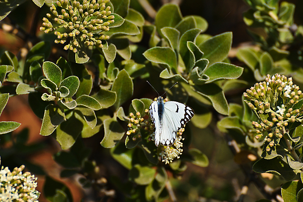 포토 JPG 해외이미지 식물 동물 꽃 야생동물 나비 곤충 백그라운드 잎 패턴 날개 자연 안테나 종류 사람없음 야외 가로 초록색 여름 환경 검은색 사진촬영 펼침 흰색 벌레 질감 서식지 내추럴 고립 남아프리카 해외202008 해외포토 계절 컬러 무늬 통신 모션 아프리카 촬영 생태계 파일형식