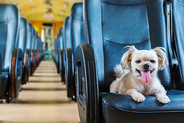 포토 JPG 해외이미지 한마리 여행 의자 실내 사람없음 아웃포커스 반려동물 개 해외202008 해외포토 동물 1 가구 포유류 촬영기법 내부 파일형식