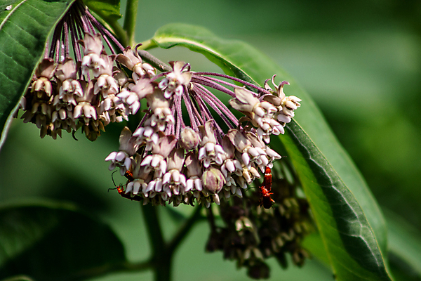 포토 JPG 해외이미지 식물 꽃 줄기 분홍색 나비 곤충 잎 자연 사람없음 가로 빨간색 초록색 컬러풀 장미 우주 보라색 검은색 들꽃 성장 벚꽃 흰색 개화 삼 벌레 인도인 원예 꿀 7월 고립 영원 해외202008 해외포토 외국인 동물 컬러 채소 동양인 취미 날짜 생태계 파일형식