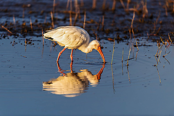 포토 JPG 해외이미지 동물 북아메리카 조류 사람없음 미국 플로리다 해외202008 해외포토 아메리카 파일형식