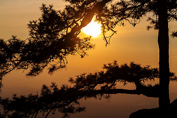 포토 JPG 해외이미지 나무 공원 실루엣 오렌지 태국 자연 하늘 사람없음 야외 목재 햇빛 태양 노란색 일출 검은색 어둠 황혼 일몰 새벽 나뭇가지 소나무 숲 내추럴 해외202008 해외포토 자연요소 식물 공공시설 아시아 컬러 과일 재료 촬영기법 노을 생태계 파일형식