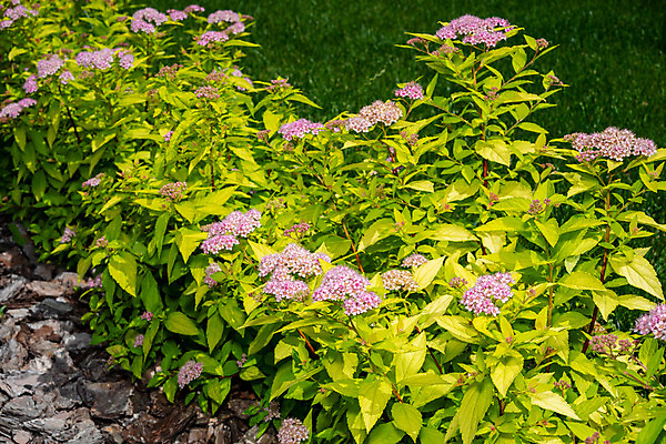 포토 JPG 해외이미지 식물 디자인 계절 공원 꽃 분홍색 백그라운드 잎 꽃무늬 자국 자연 실내 종류 풍경 잔디 사람없음 야외 장식 초록색 여름 컬러풀 정원 봄 바위 관목 원예 조경 화단 내추럴 뒤뜰 세련 해외202008 해외포토 나무 공공시설 컬러 무늬 취미 내부 돌_바위 생태계 파일형식