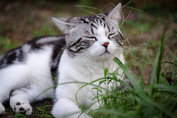 포토 JPG 해외이미지 나무 동물 응시 행복 백그라운드 오렌지 자연 휴식 털 따뜻함 건강 사람없음 초록색 반려동물 정원 고양이 회색 흰색 닫기 작음 모피 코 냄새 부드러움 얼룩무늬 솜털 거짓말 안락 해외202008 해외포토 식물 시선 감정 컬러 컨셉 무늬 과일 포유류 모션 신체부위 감각 크기 생태계 파일형식