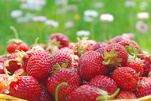 포토 JPG 해외이미지 주간 딸기 사람없음 야외 아웃포커스 바구니 정원 가득함 담기 해외202008 해외포토 자연요소 과일 모션 촬영기법 파일형식