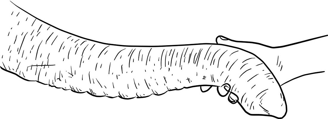 EPS 해외이미지 동물 손 공원 포스터 아시아 야생동물 여행 백그라운드 컨셉 일러스트 비즈니스 포유류 태국 자연 코끼리 동물원 사람 동양인 야외 그래픽 여행객 믿음 환경 힘 우정 잡기 주름 황무지 닫기 낙서 연결 스케치 사파리 그림 에코 코 엽서 윤곽 손그림 고립 해외202008 해외일러스트 공공시설 감정 나라 모션 미술 인종 신체부위 친구 편지 생태계 파일형식 벡터