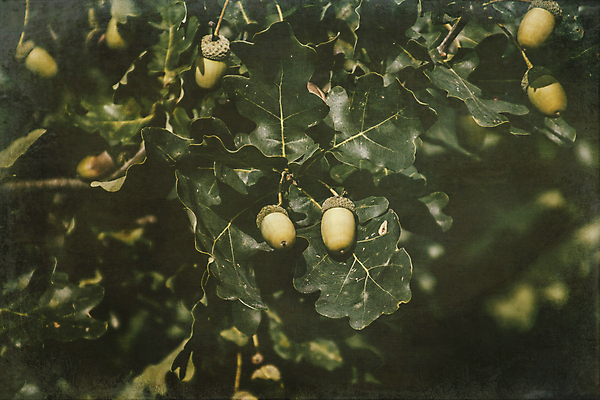 포토 JPG 해외이미지 나무 식물 계절 공원 유럽 잎 자연 사람없음 초록색 여름 태양 가을 나뭇가지 원형 9월 도토리 내추럴 해외202008 해외포토 자연요소 도형 공공시설 나라 컬러 견과류 날짜 생태계 파일형식