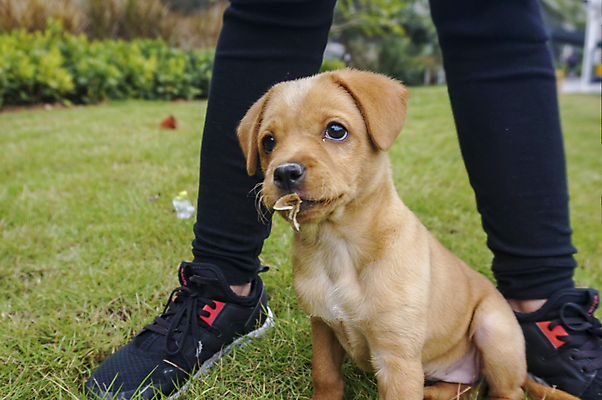 포토 JPG 해외이미지 동물 응시 행복 포유류 자연 사람없음 야외 반려동물 갈색 머리 개 리트리버 강아지 래브라도리트리버 혀 사냥개 송곳니 기르기 해외202008 해외포토 시선 감정 컬러 신체부위 입 치아 생태계 돌봄 파일형식